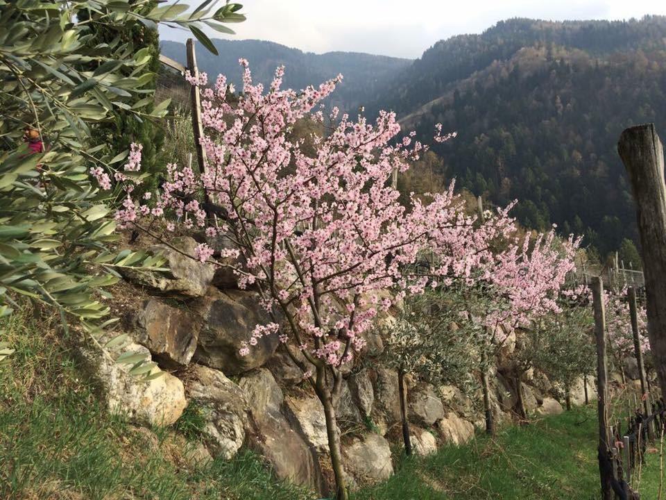 Biohof Niedereben Vila Rablà Exterior foto